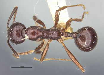 Media type: image;   Entomology 22873 Aspect: habitus dorsal